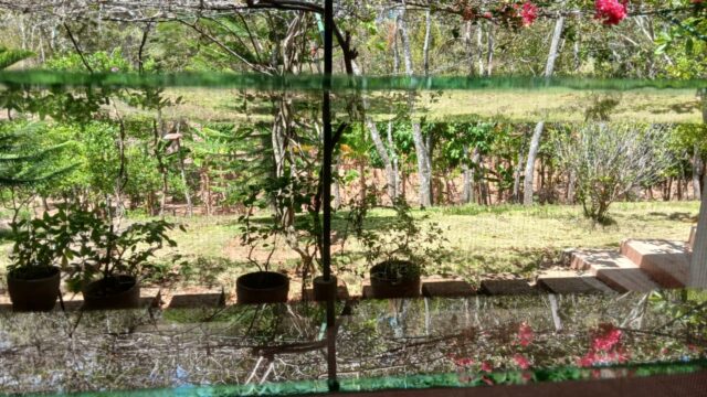 Finca-Nicaragua-17