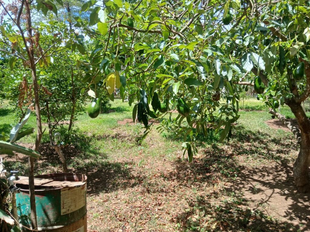 Finca-Nicaragua-19