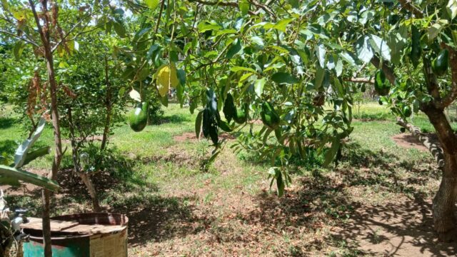 Finca-Nicaragua-19