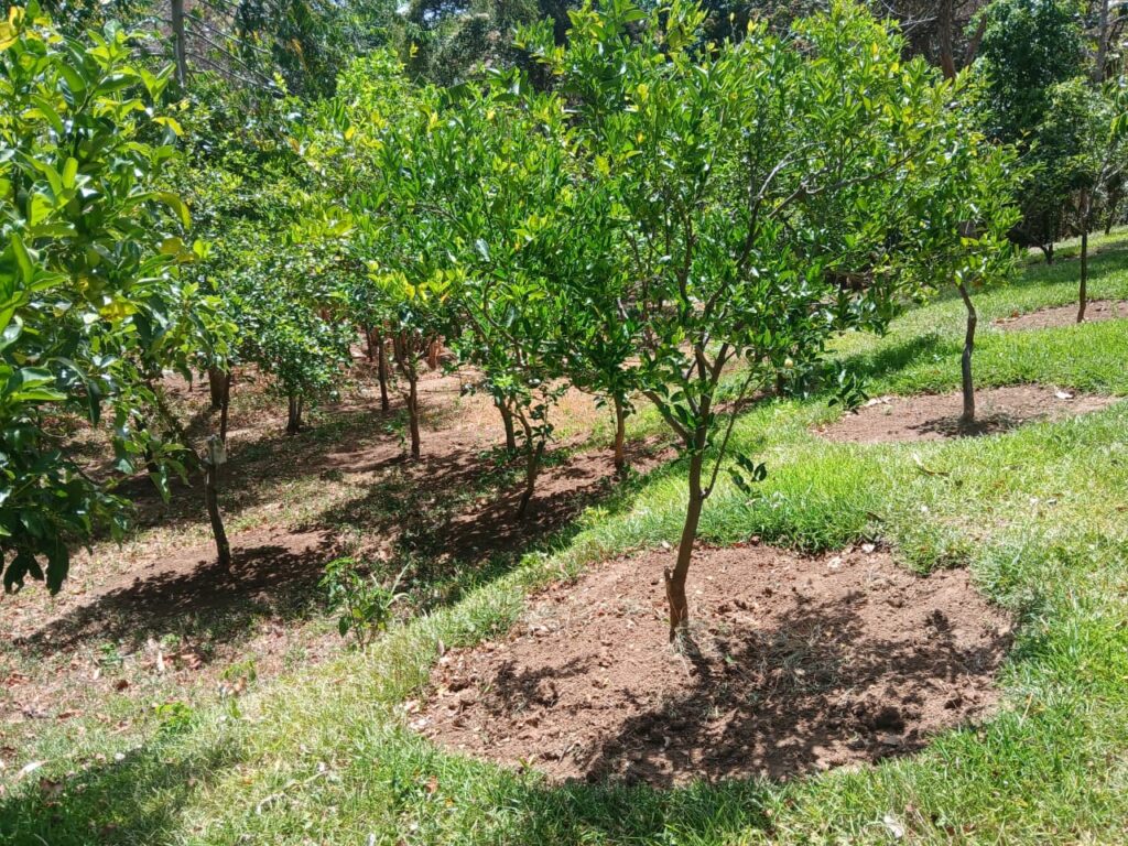 Finca-Nicaragua-20