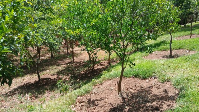 Finca-Nicaragua-20