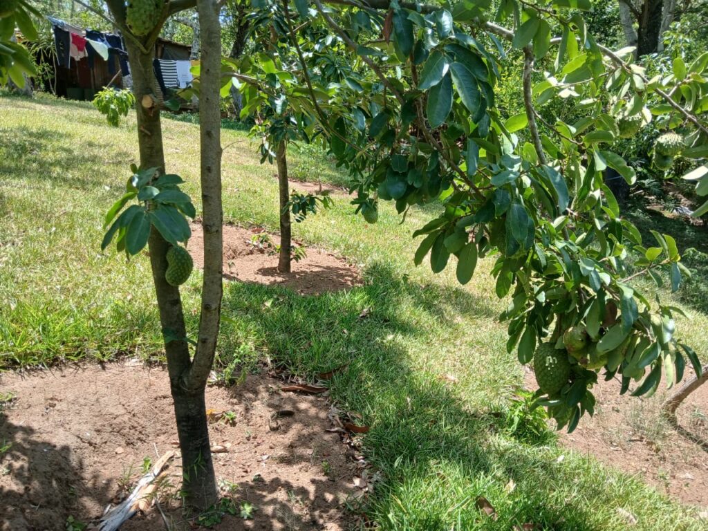 Finca-Nicaragua-3