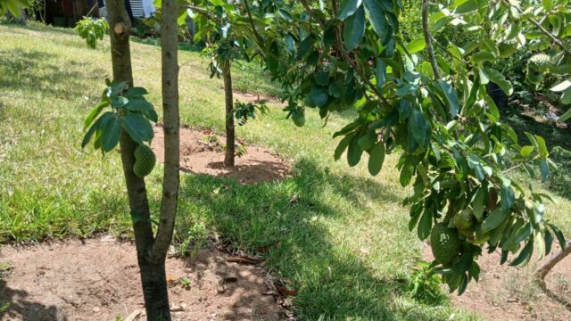 Finca-Nicaragua-3