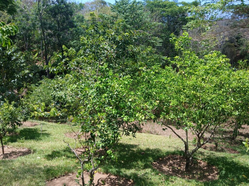 Finca-Nicaragua-4