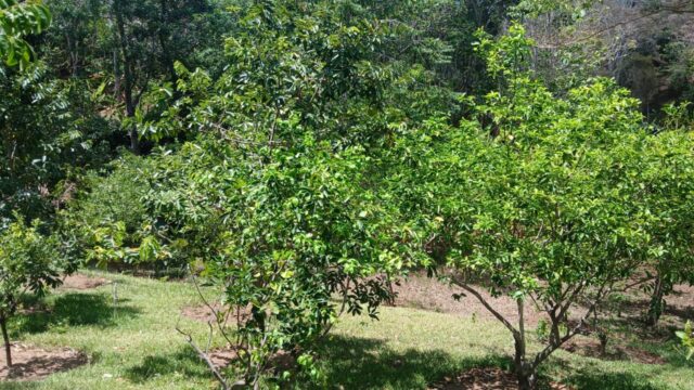 Finca-Nicaragua-4