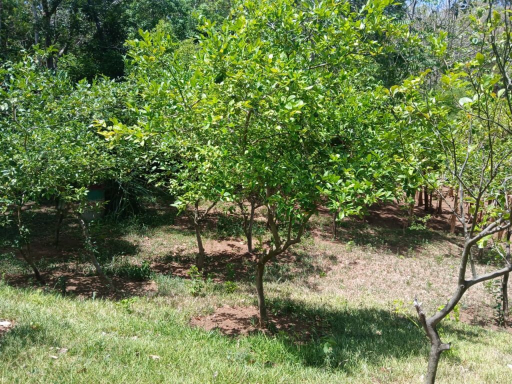 Finca-Nicaragua-6