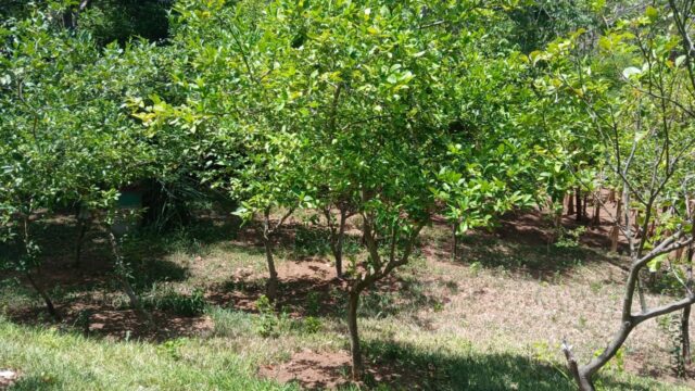 Finca-Nicaragua-6