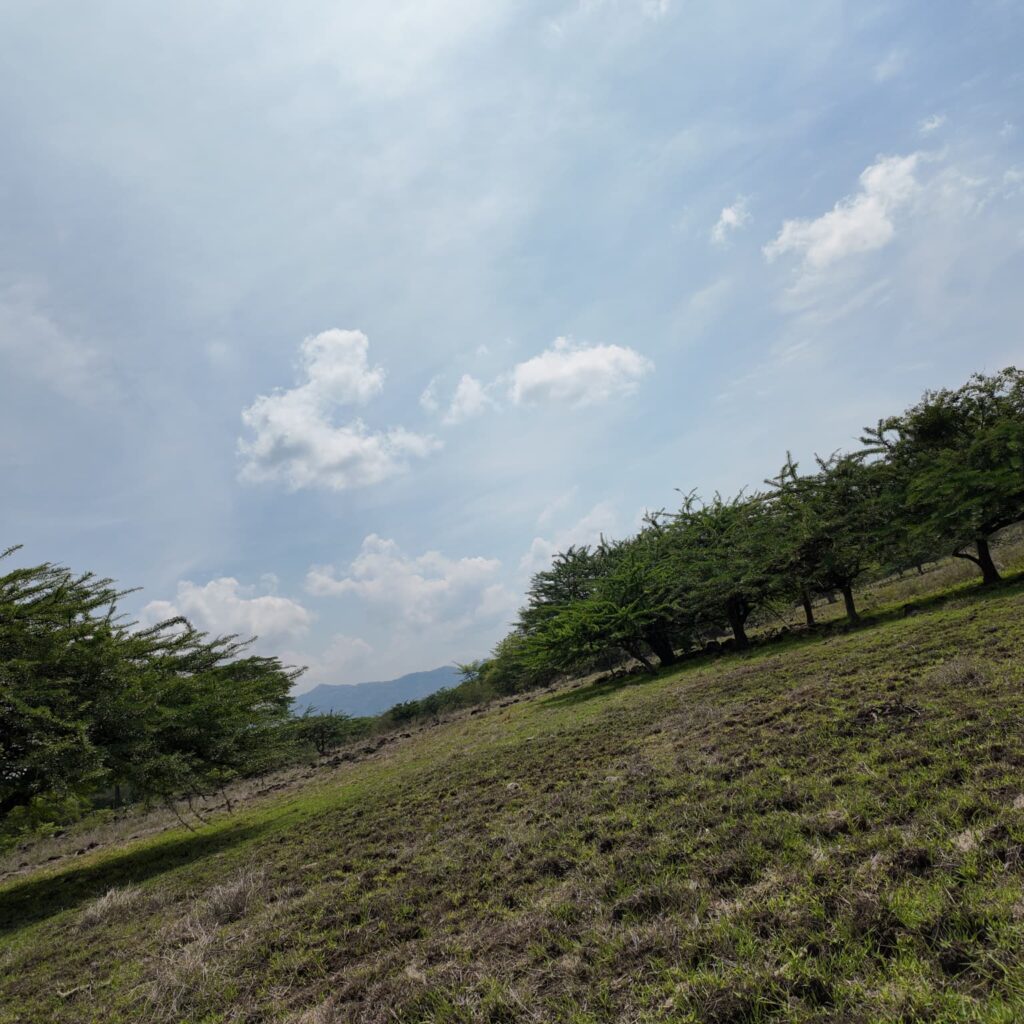 Terreno-San-Vicente-1