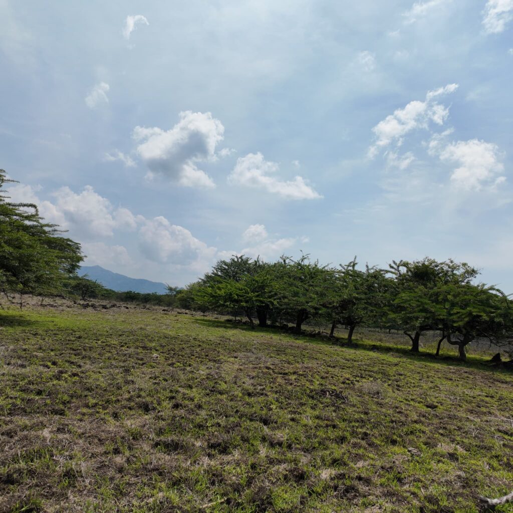 Terreno-San-Vicente-10