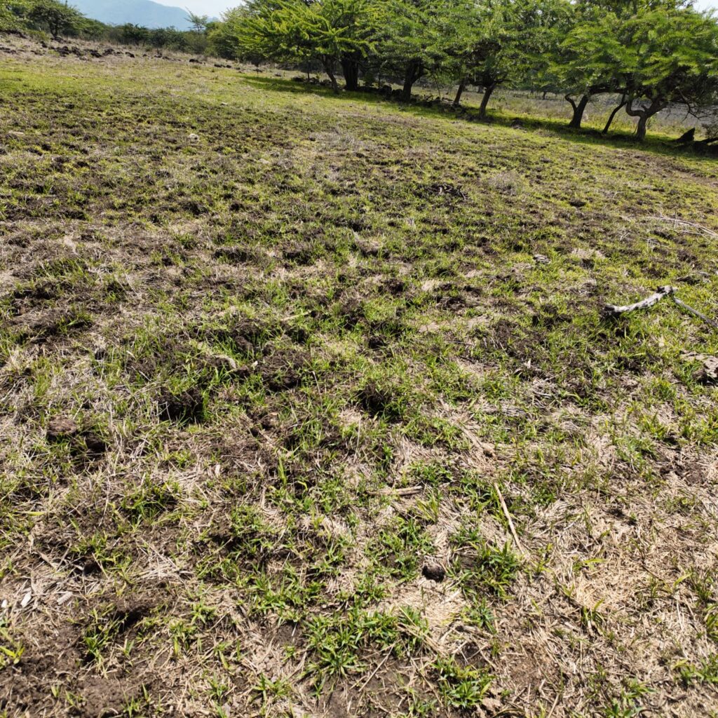 Terreno-San-Vicente-11