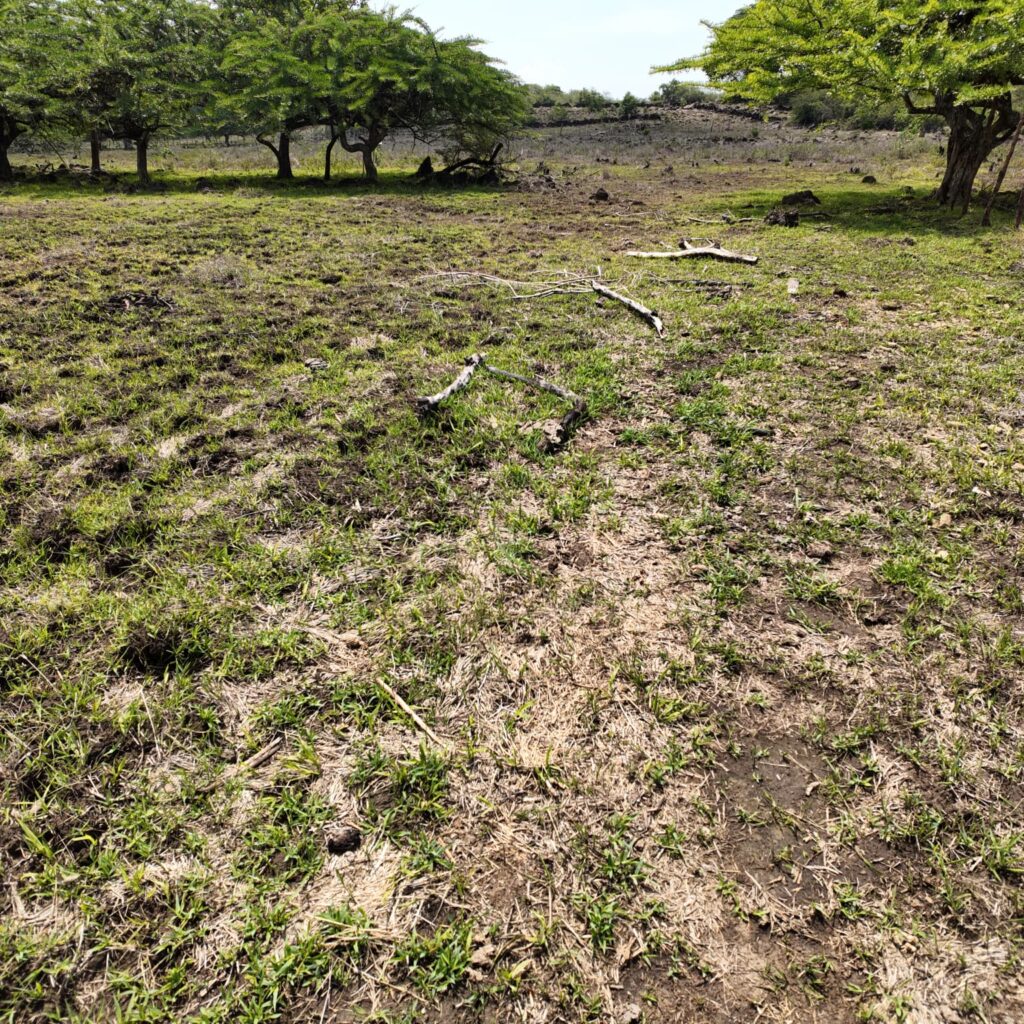 Terreno-San-Vicente-12