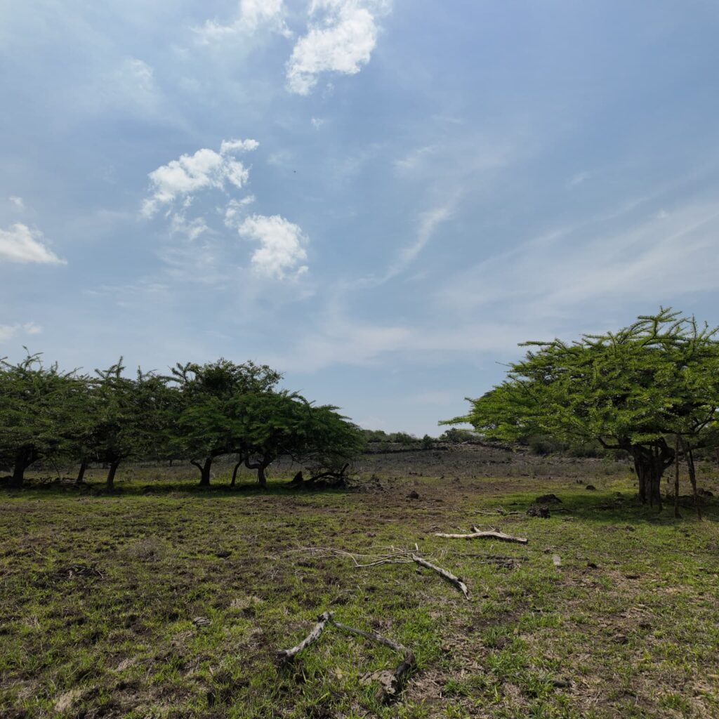 Terreno-San-Vicente-13