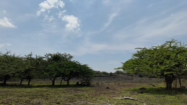 Terreno-San-Vicente-13