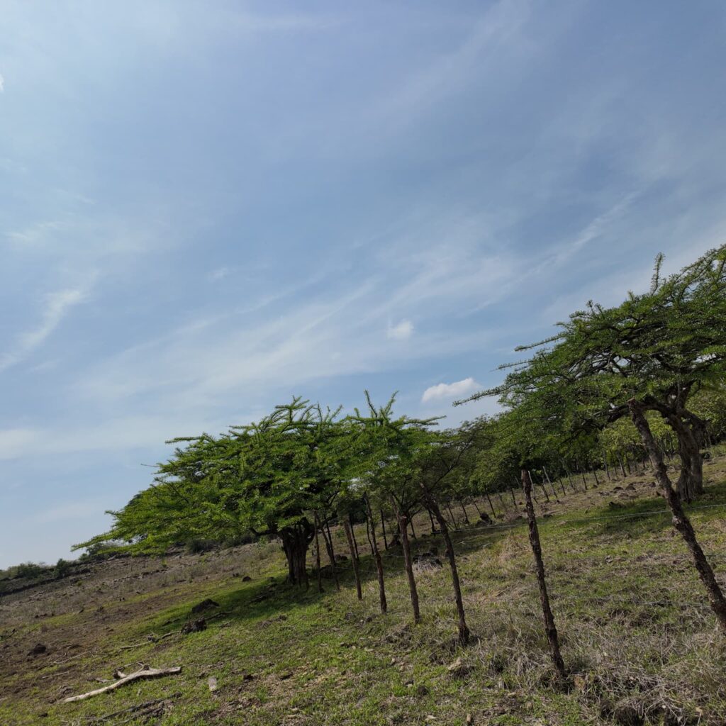 Terreno-San-Vicente-14