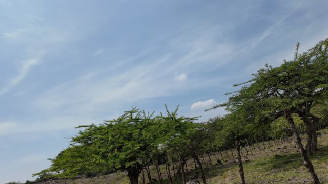 Terreno-San-Vicente-14