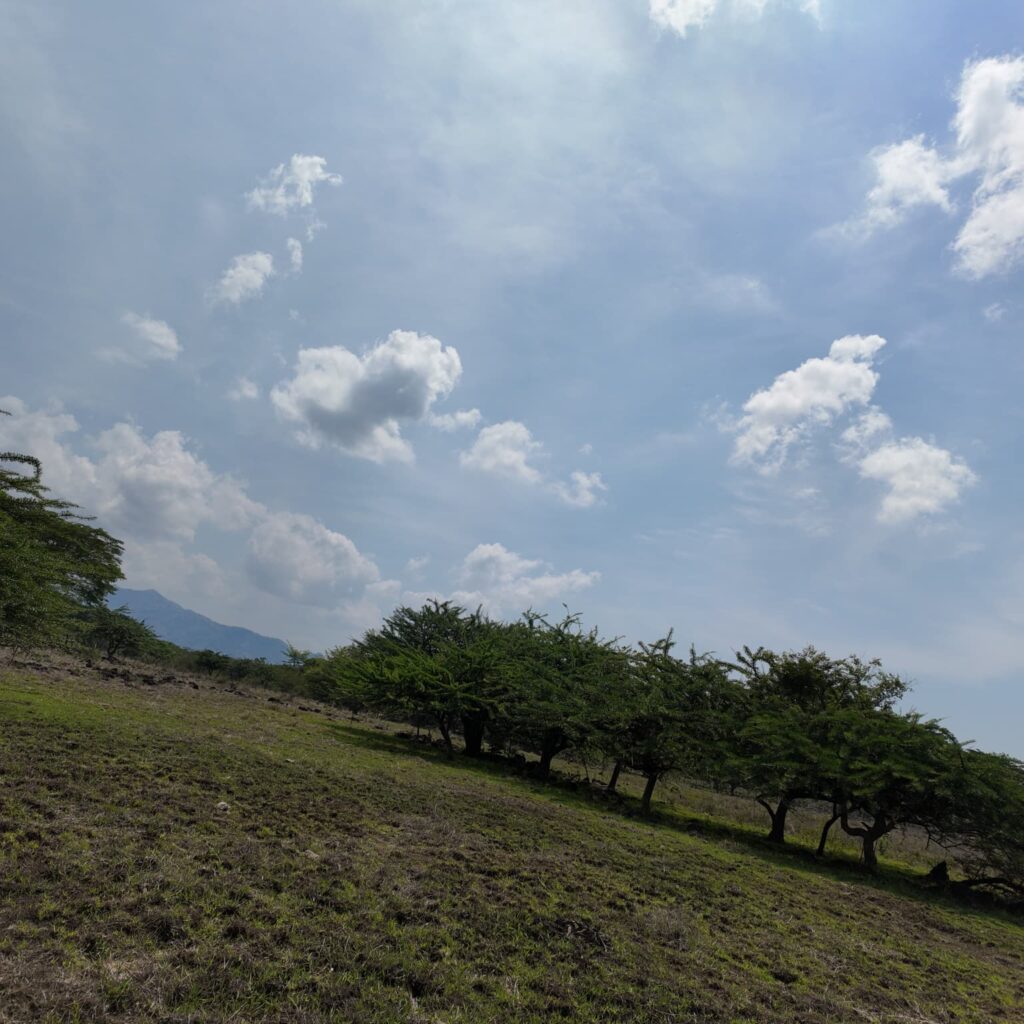 Terreno-San-Vicente-15