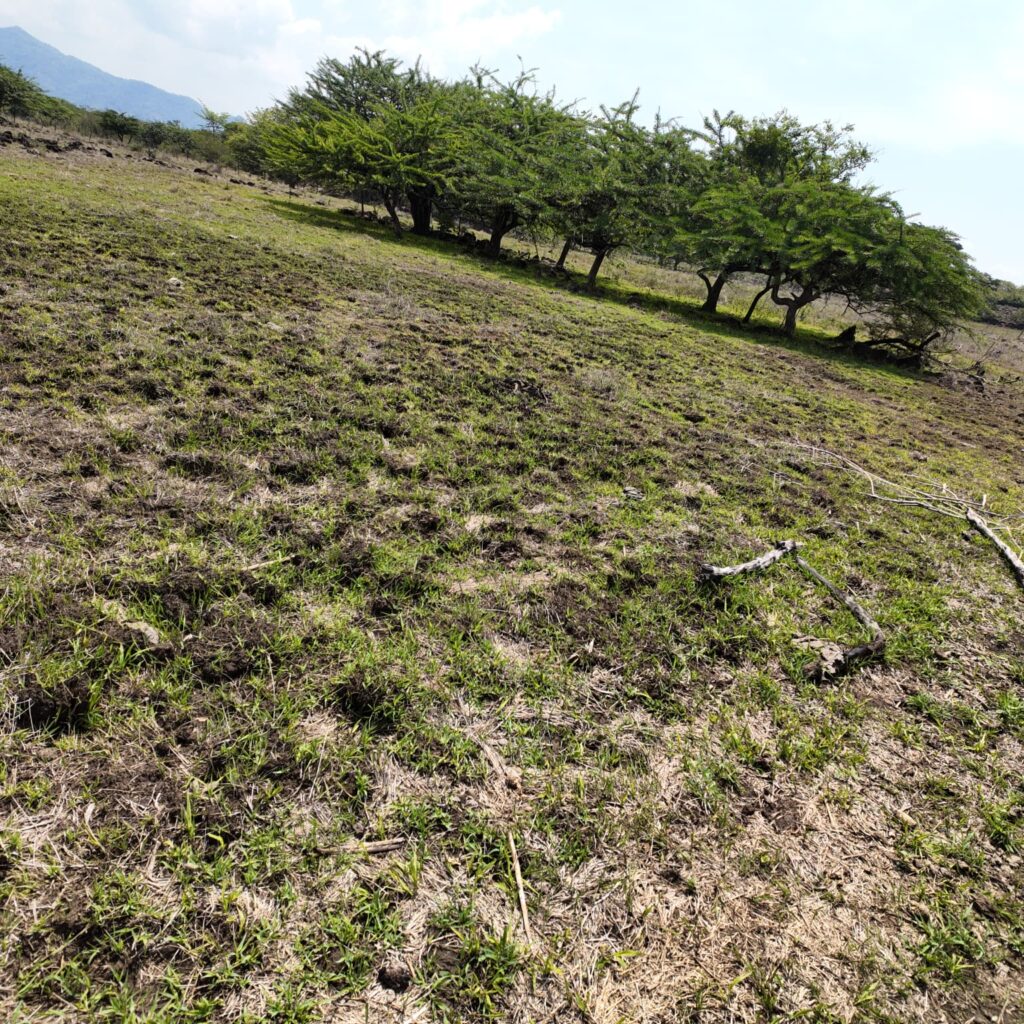 Terreno-San-Vicente-16