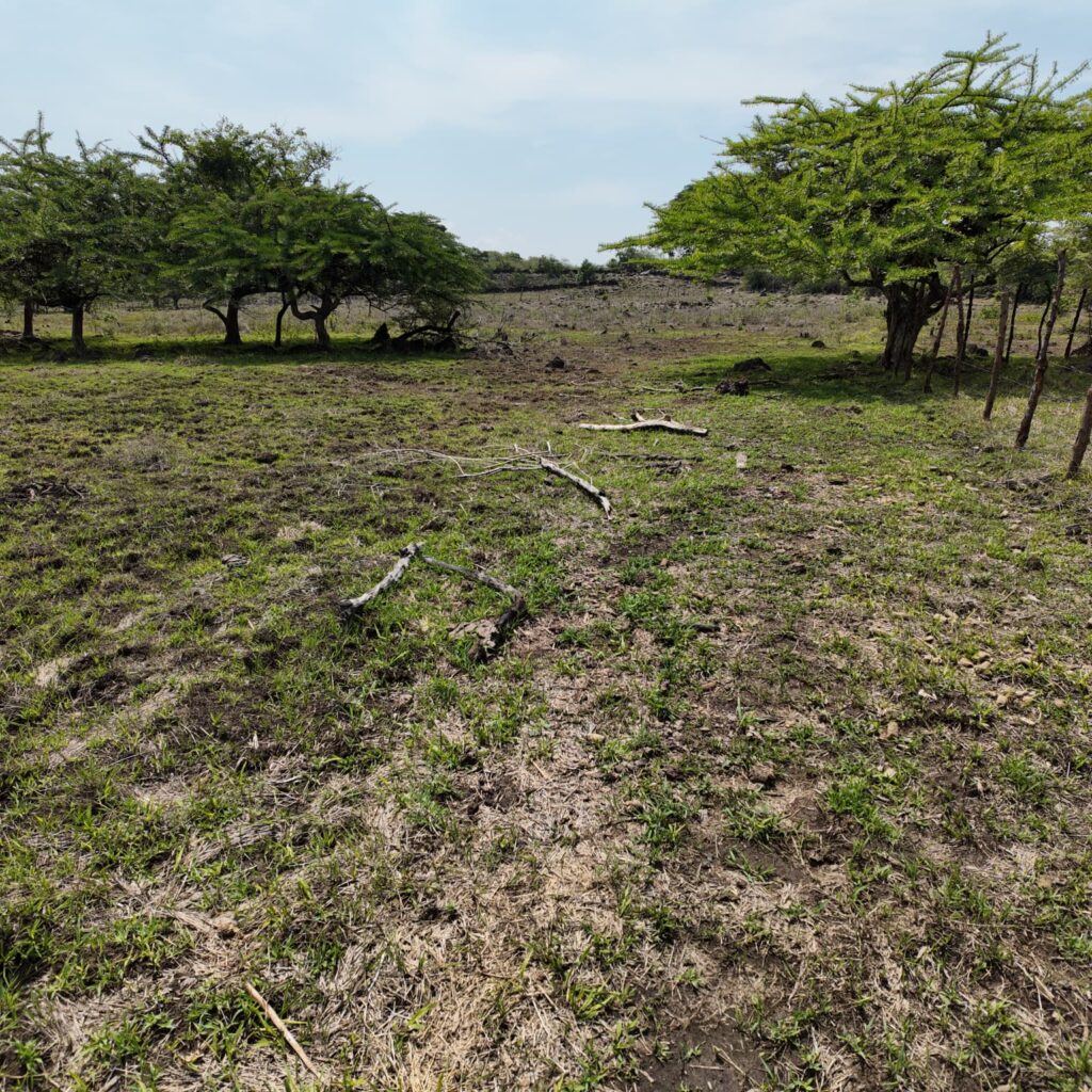 Terreno-San-Vicente-17