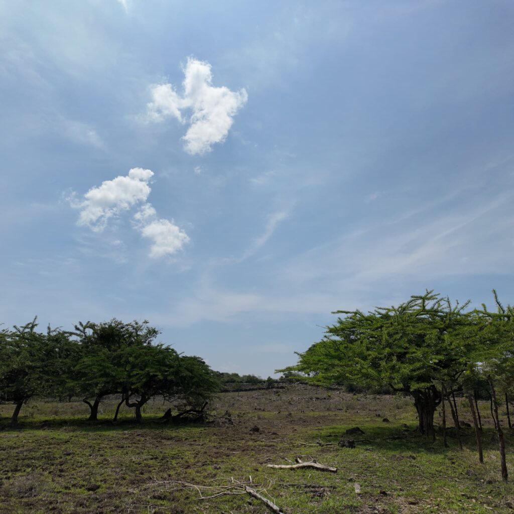Terreno-San-Vicente-18