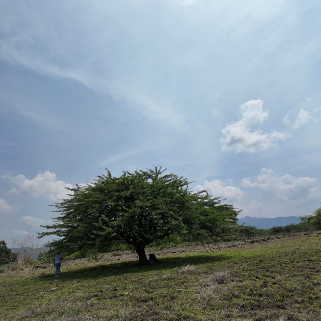 Terreno-San-Vicente-2