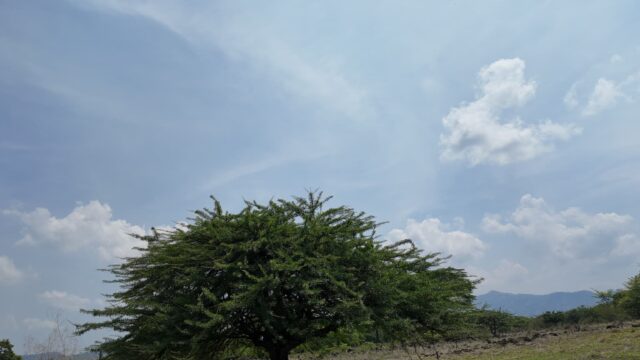 Terreno-San-Vicente-2