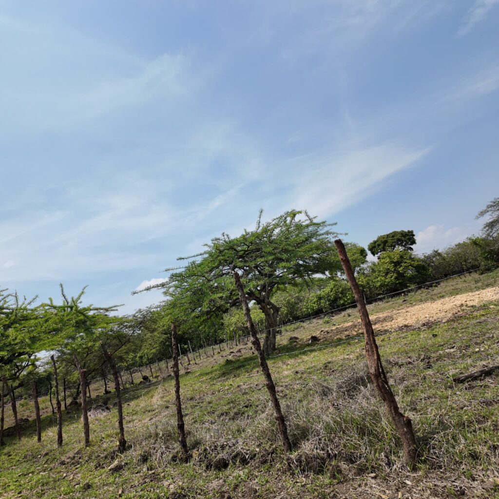 Terreno-San-Vicente-5