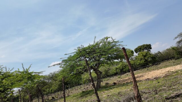 Terreno-San-Vicente-5
