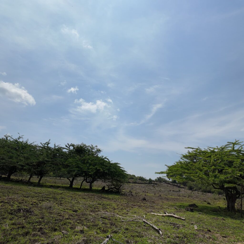 Terreno-San-Vicente-6