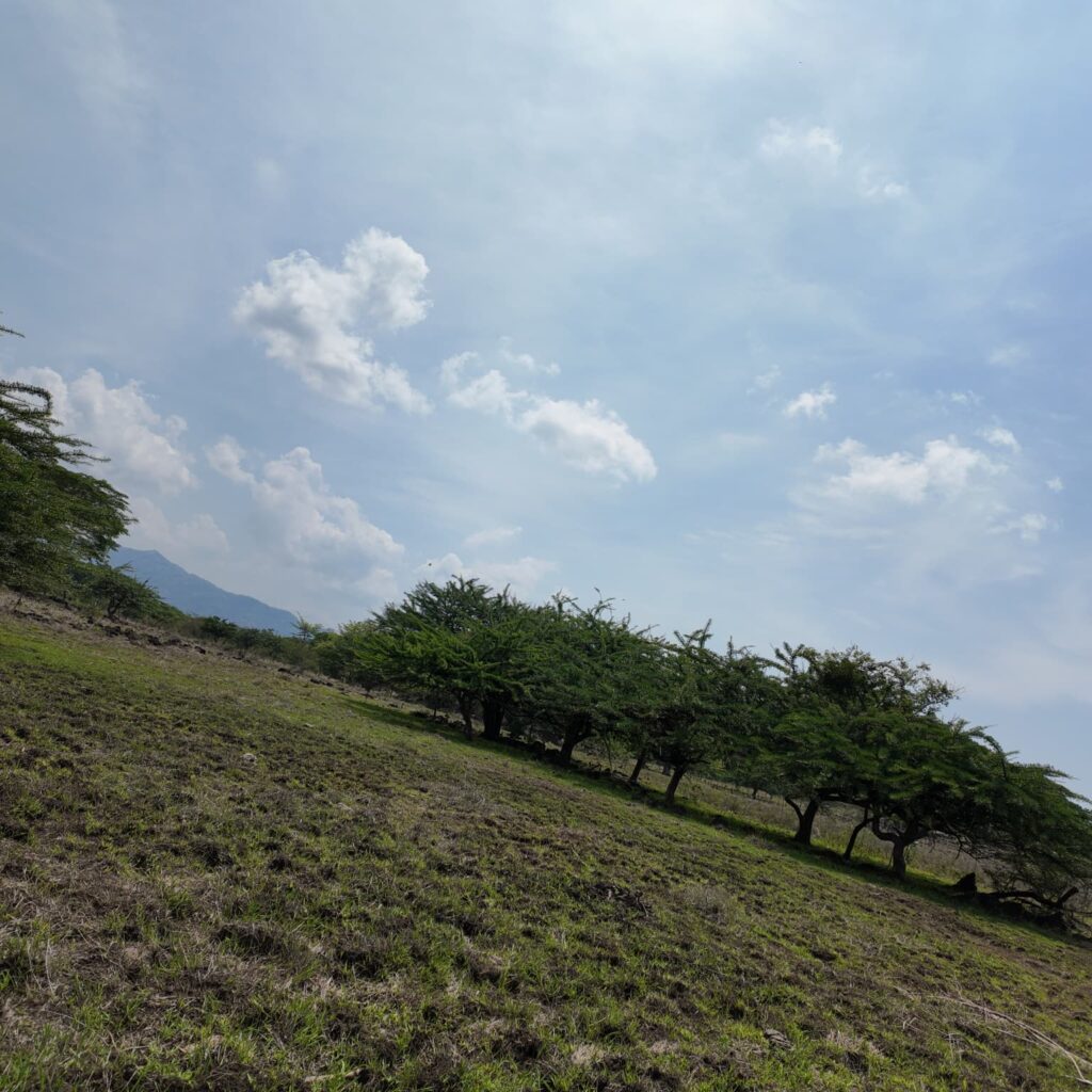 Terreno-San-Vicente-7