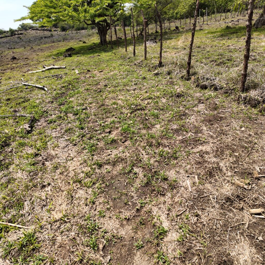 Terreno-San-Vicente-8