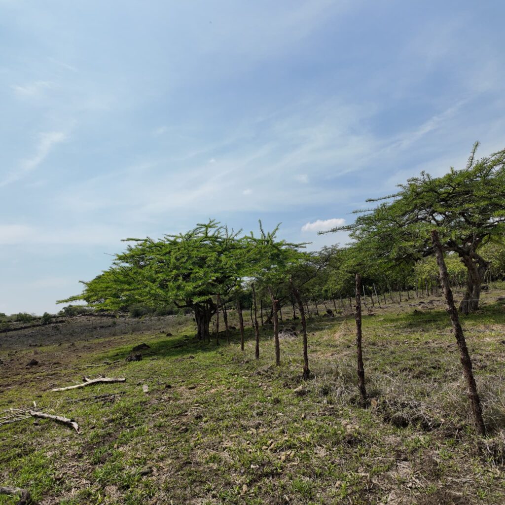 Terreno-San-Vicente-9