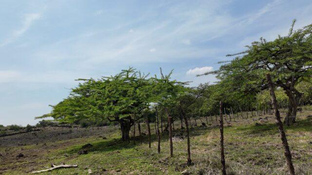 Terreno-San-Vicente-9